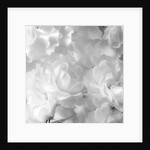 Roses by Assaf Frank